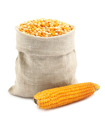 Fresh corn kernels in burlap sack and corncob isolated on white
