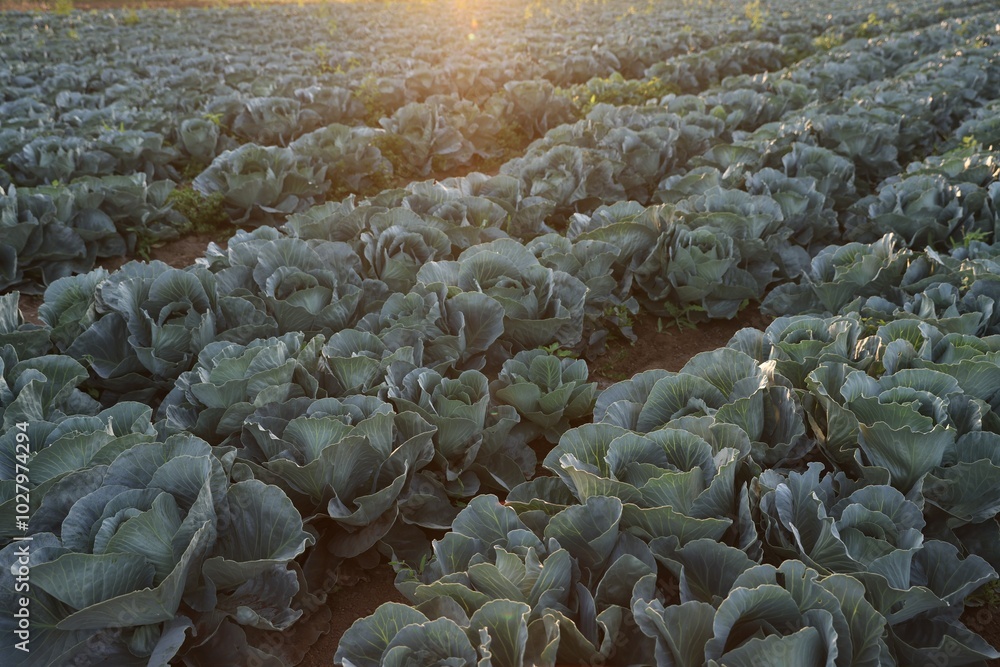 Canvas Prints Green cabbages growing in field on sunny day