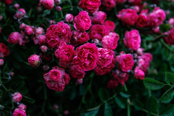 Kwiaty kwitnącej róży 