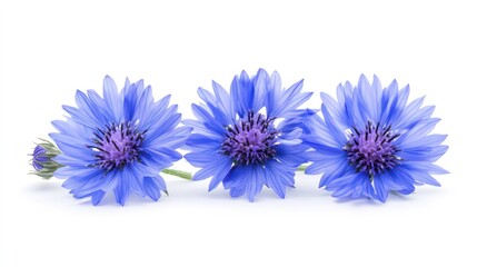 Three blue cornflowers with purple centers arranged in a row on a white background.