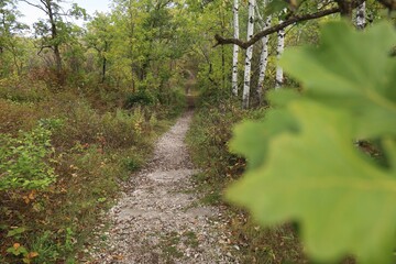 Rocky road in the forest. Oak leaves