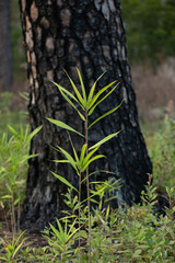 tree in the forest