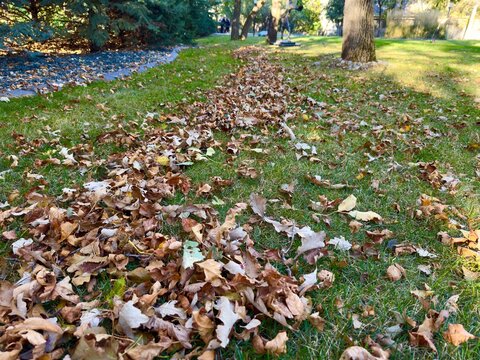autumn leaves and a rake on the grass under soft sunlight, ready for cleanup on a sunny day.