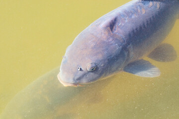 carp and grass carp in a pond