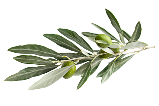 Close Up of Olive Branch with Green Olives