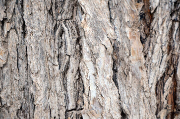 Background. Tree trunk with bark stripes. Mallorca Island. Spain
