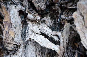 Background. Tree trunk with rough dark bark and stripes of light bark. Mallorca Island. Spain