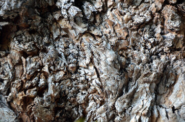 Background. Tree trunk with fragments of rough dark bark. Mallorca Island. Spain