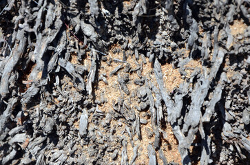 Background. Tree trunk with short fragments of dark bark. Mallorca Island. Spain