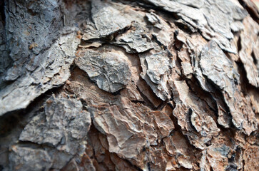 Background. Tree trunk with rounded fragments of rough dark bark. Mallorca Island. Spain