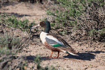 Migratory male of Northern Shoveler (Anas clypeata) stopping among the glasswort bushes (Salsola...