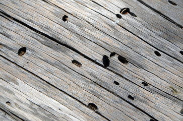 Background. Dry tree trunk with holes from the exit of longhorn beetles. Close-up. Mallorca Island....