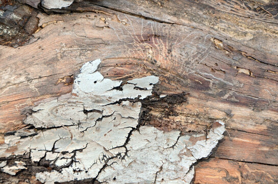 Background. Pine tree trunk with the upper part of the tree exposed from bark and with bark at the bottom. Majorca Island. Spain