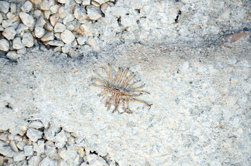 Background. Surface of a rock with a fossilized structure similar to a centipede. Mallorca Island. Spain