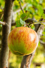 fresh and juicy apple growing on a apple tree branch