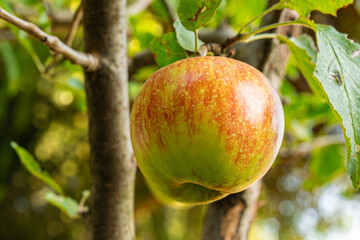 fresh and juicy apple growing on a apple tree branch