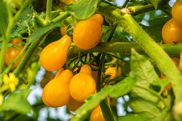 fresh and juicy yellow cherry tomatoes growing on the branch in a greenhouse