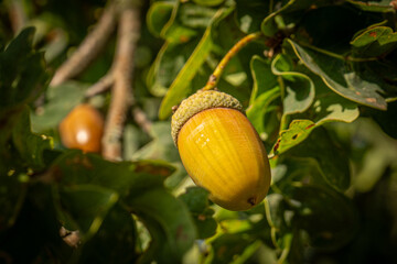 Acorn growing on an oak tree