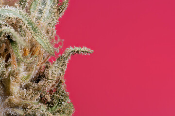 Ultra macro detail of the flower of a White Widow cannabis plant after a month of drying isolated on magenta