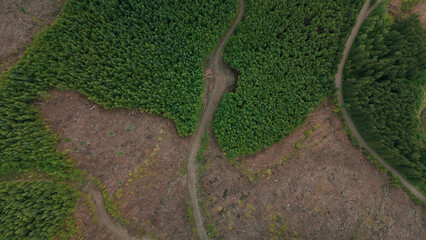 Clearcut Logging British Columbia