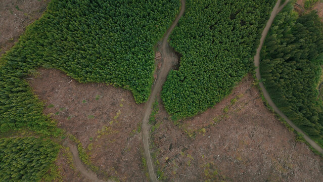 Clearcut Logging British Columbia