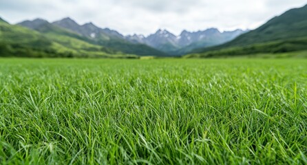 Fototapeta premium Lush green meadow with snow-capped mountains in the distance