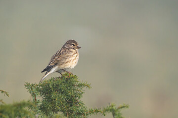 Common linnet, Linaria cannabina, female, Pyrenees, Spain