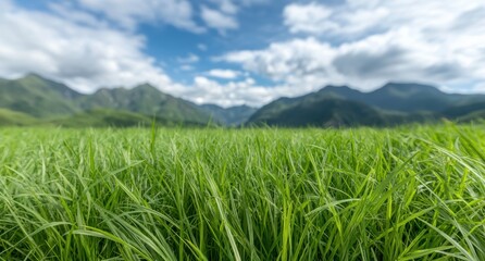 Obraz premium Lush green meadow with mountains in the background