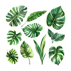 Obraz premium Exotic tropical plants watercolor set with detailed palm leaves