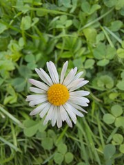 Obraz premium white daisy flower