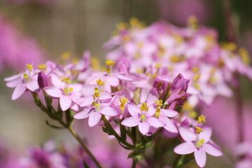 Close up of pink flowers