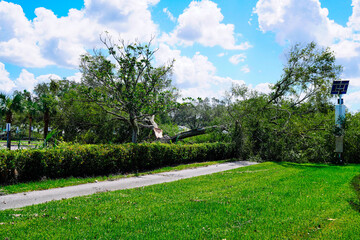 A big tree fall after the hurricane in Florida