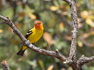 A Colorful Western Tanager in Arizona