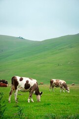 cows on a meadow