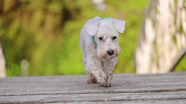 Miniature white Schnauzer dog sitting in the park, 4k footage.