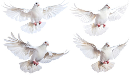 Graceful White Doves in Flight Against a White Background Generative AI