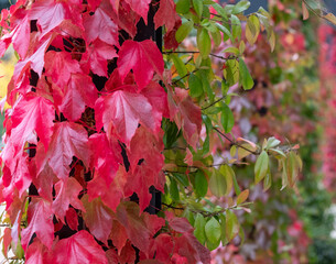 Stunning deep autumn colours on display in the flower beds at Wisley garden, Woking, Surrey UK.