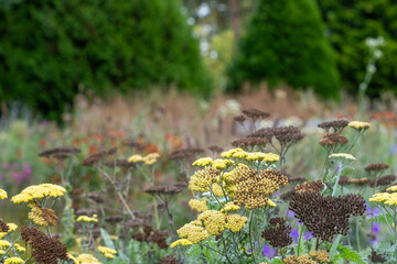 Stunning deep autumn colours on display in the flower beds at RHS Wisley garden, Woking, Surrey UK.