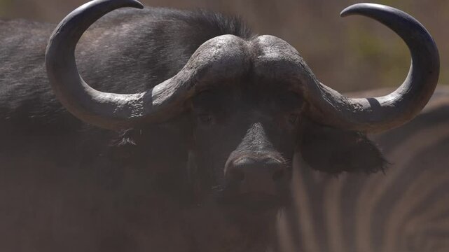 Cape Buffalo or African buffalo (Syncerus caffer) is a large sub-Saharan African bovine. An absolutely huge mature bull, a very dangerous and deadly animal with those horns. Slow motion, 25 percent