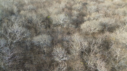 BIOMA CAATINGA IMAGEM AEREA