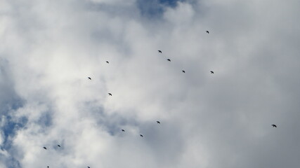 clouds in the sky with birds