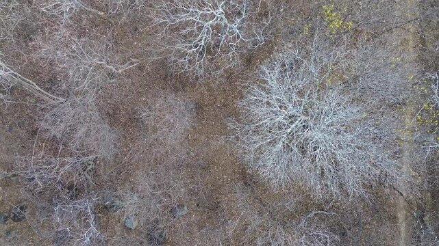 CAATINGA NORDESTINA, PERIODO DE ESTIAGEM NO NORDESTE BRASILEIRO, BIOMA CAATINGA, SEMI-&Aacute;RIDO NORDESTINO, SERT&Atilde;O NORDESTINO, CAATINGA IMAGEM A&Eacute;REA DRONE,