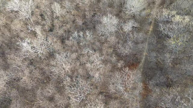 CAATINGA NORDESTINA, PERIODO DE ESTIAGEM NO NORDESTE BRASILEIRO, BIOMA CAATINGA, SEMI-&Aacute;RIDO NORDESTINO, SERT&Atilde;O NORDESTINO, CAATINGA IMAGEM A&Eacute;REA DRONE,