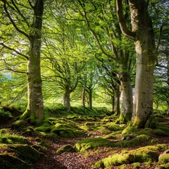 Fototapeta premium beech wood at north yorkshire village nawton in ryedale yorkshire england