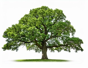 Obraz premium big green oak tree isolated on white background