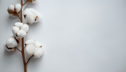 cotton branch on white background delicate white cotton flowers light cotton background flat lay