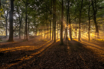 Fototapeta premium Fairy tail in Dutch Woods