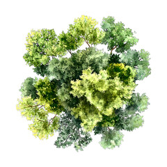 Obraz premium Watercolor illustrations of trees from above perfect for landscape architectural design