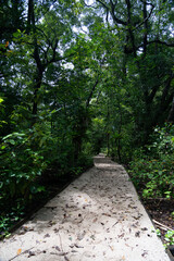 Green forest path bathed in sunlight, lined with vibrant plants and tall trees, providing a scenic and natural walking trail for relaxation, adventure, and connection with nature, calm outdoor setting