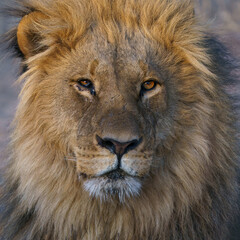 Solitary lion close up in the grass seen on a game drive in Botswana